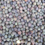 Austrian Winter Pea