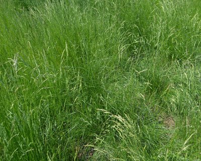 Fescue-Hard