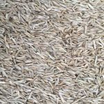 Annual Ryegrass