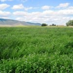 Organic Field Pea