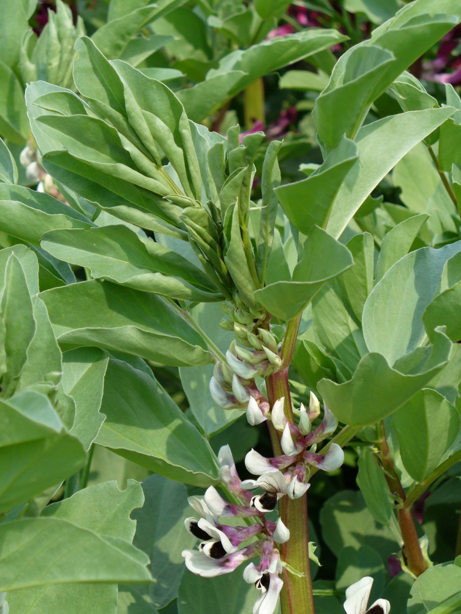 Fava Bean Cover Crop Seed - Image 2