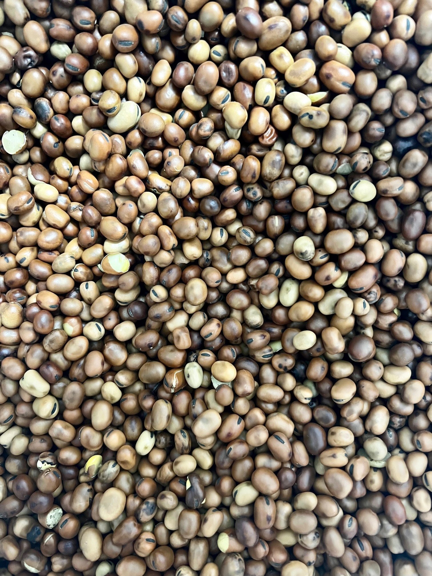 Fava Bean Cover Crop Seed