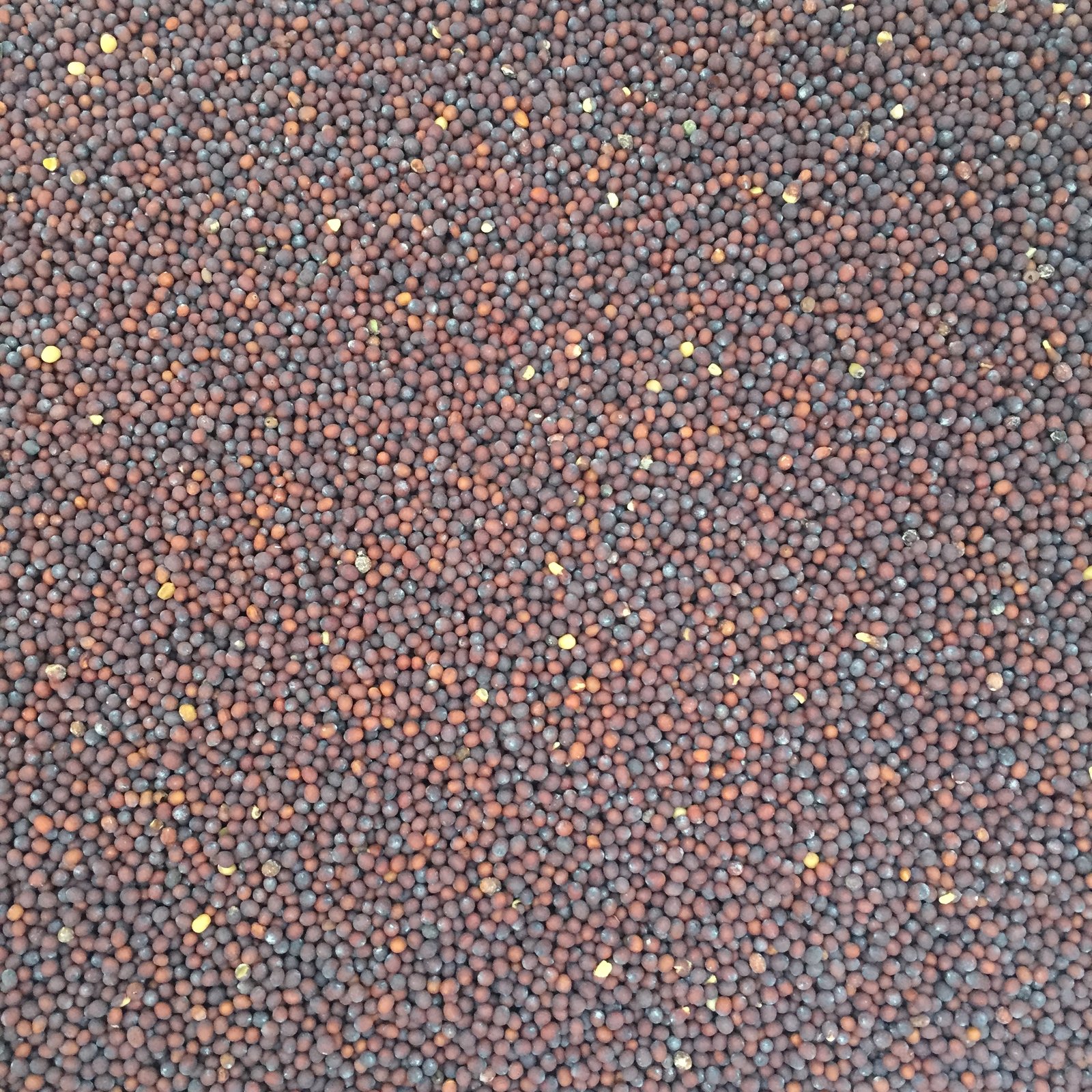 Nemagon White Mustard Cover Crop Seed