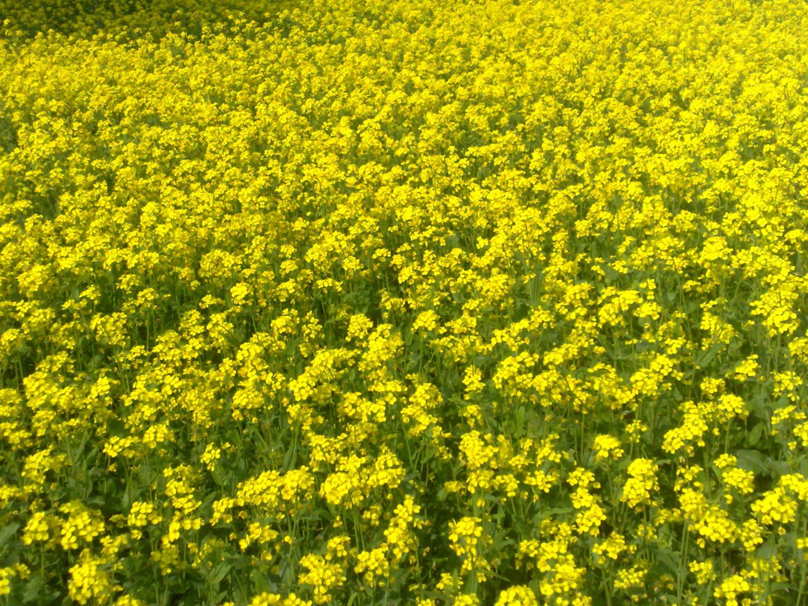 Nemagon White Mustard Cover Crop Seed - Image 2