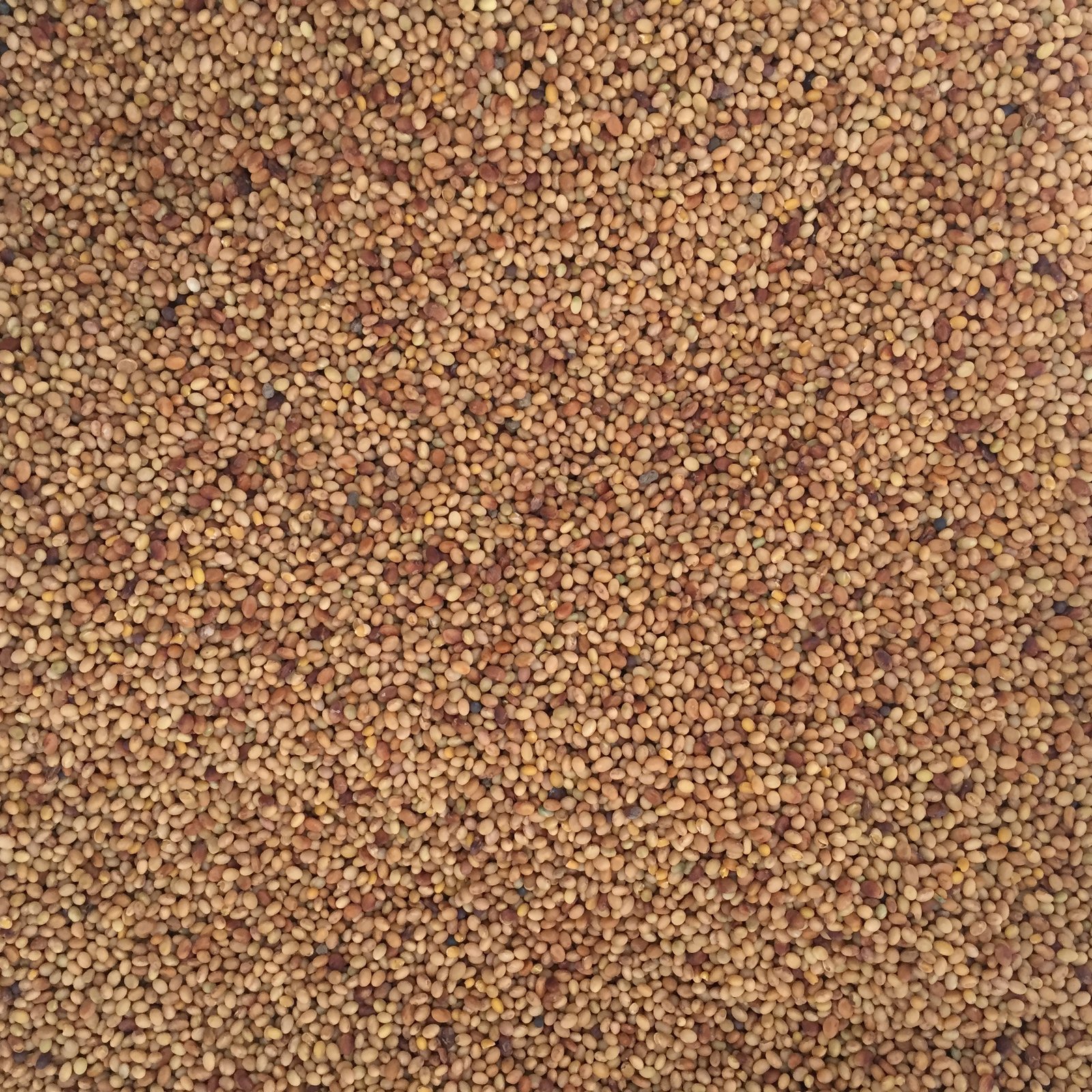 Organic Crimson Clover Cover Crop Seed